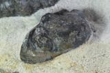 Three Devonian Ammonites (Anetoceras) With Trilobite Heads #101576-4